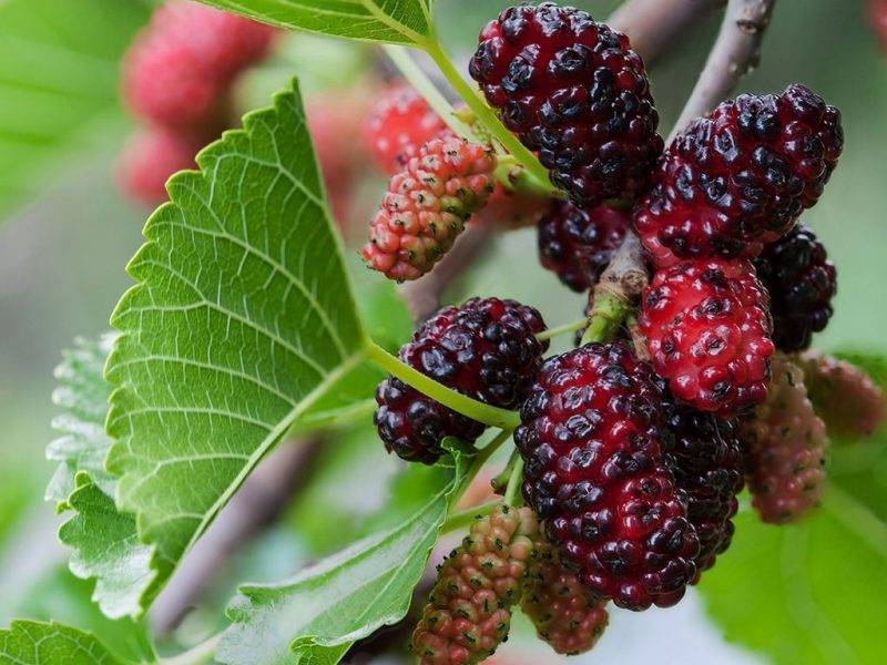 Шелковица купить саженцы из питомнике в Севастополе