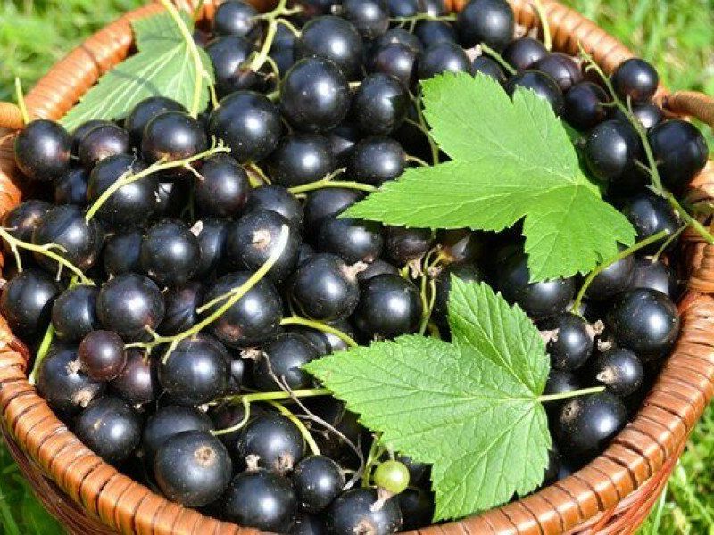 Смородина купить саженцы из питомника в Севастополе