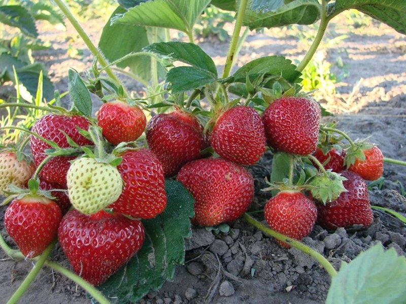 Клубника купить саженцы из питомника в Севастополе
