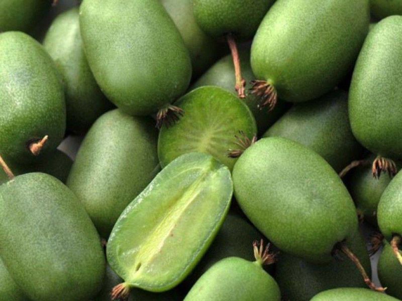Актинидия купить саженцы из питомнике в Севастополе