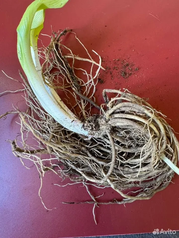 Хоста "ХАНС"