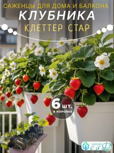 Саженцы клубники Клеттер Стар для подоконника 6 шт