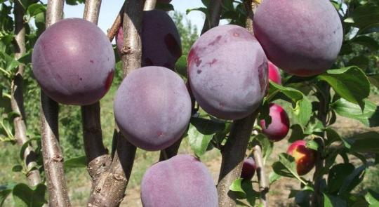 Слива колоновидная "БЛЮ СВИТ"