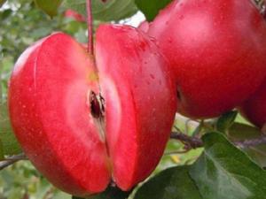 Яблоня "ВИНЕРПО"